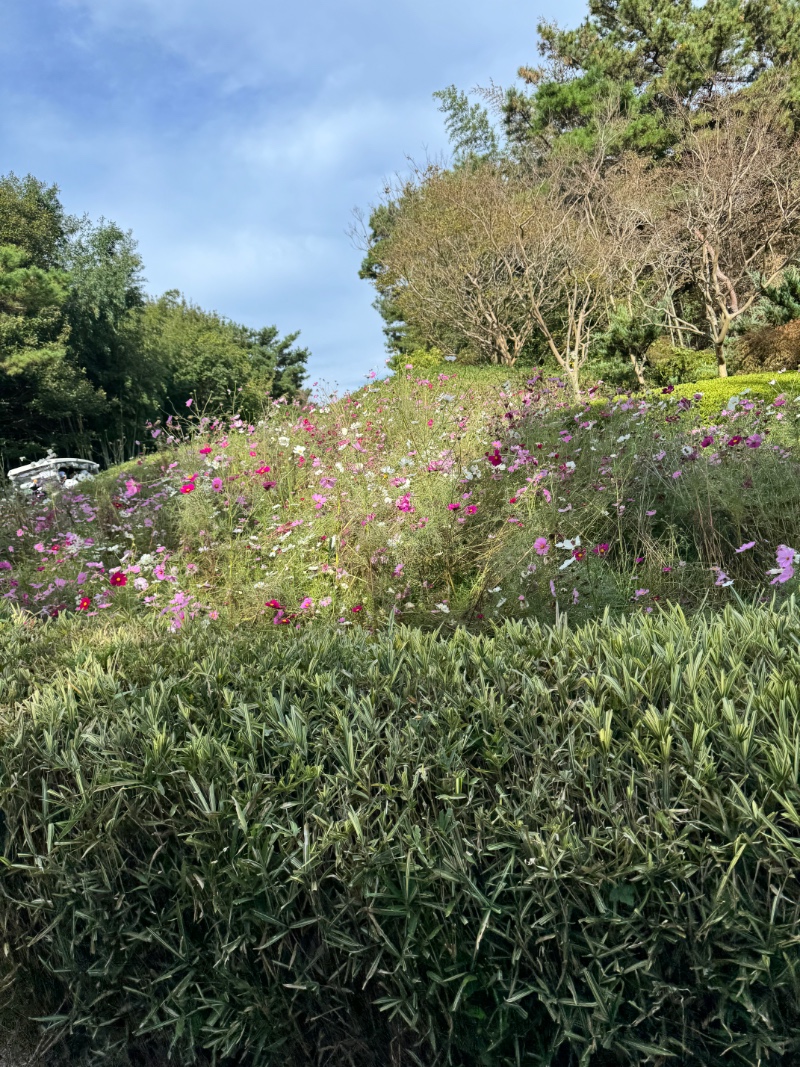 오늘은 코스모스 구경 ㅎ