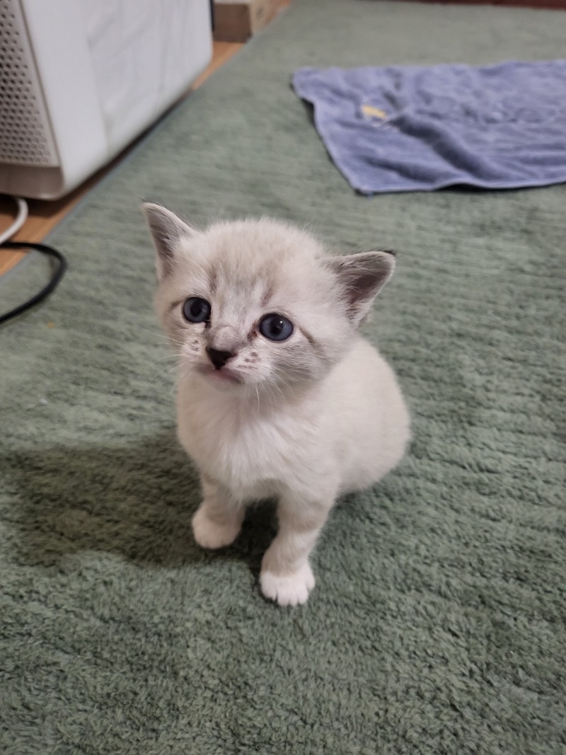 아깽이들 어린 시절~~!! 부산누나~~봐봐용.ㅎㅎㅎ