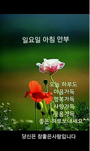 이글을 아침에 올리려고했는데~~ 늦잠자고 이것저것하고 이제 생각났네요 ㅋㅋㅋ