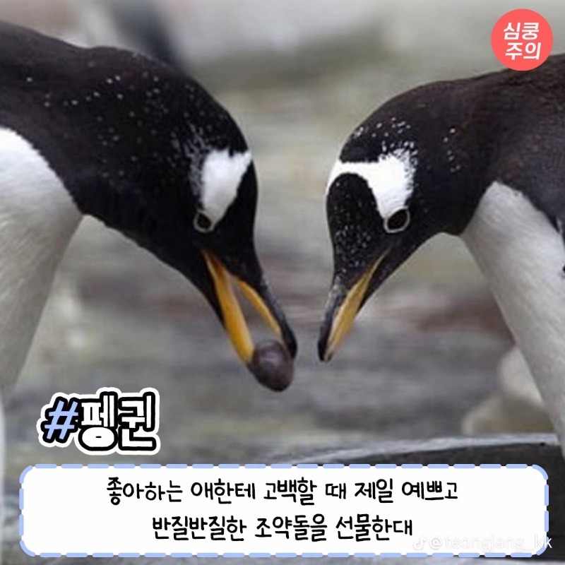 동물들의 사랑법