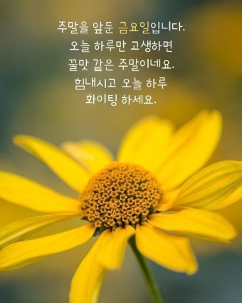 금요일~비모닝~