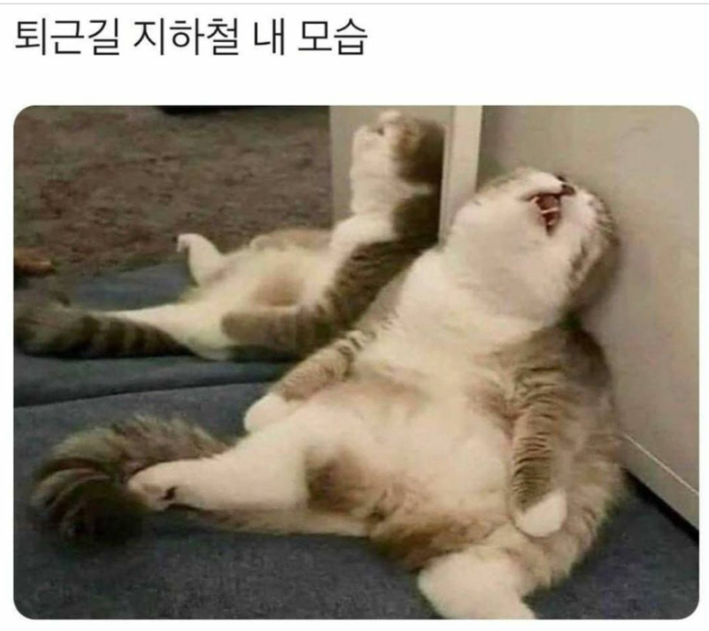 아놔~~퇴근할 때 또 졸았네..ㄷㄷㄷㄷㄷ