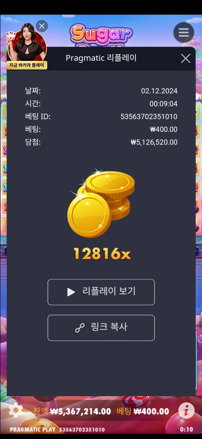 슈가 1000  12816배