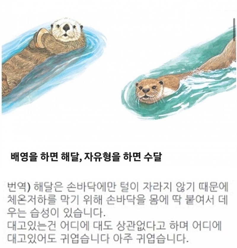 황달이는 수달인가 해달인가