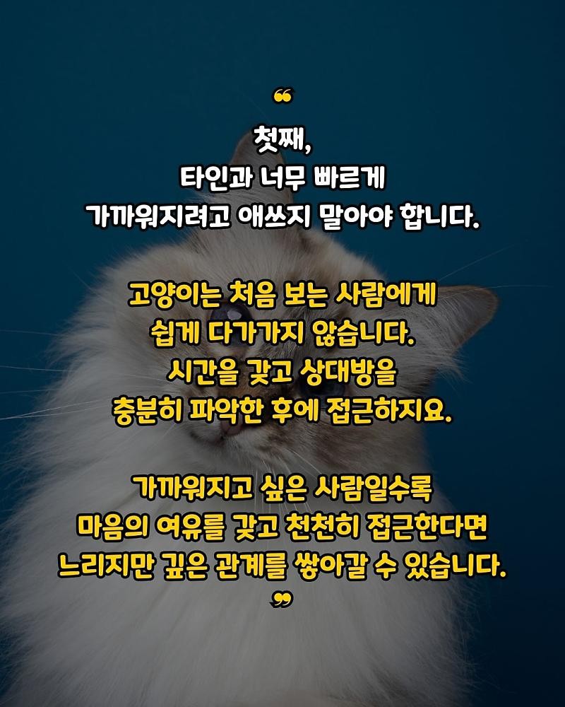 굿밤 ~인간관계는 양이 처럼!!