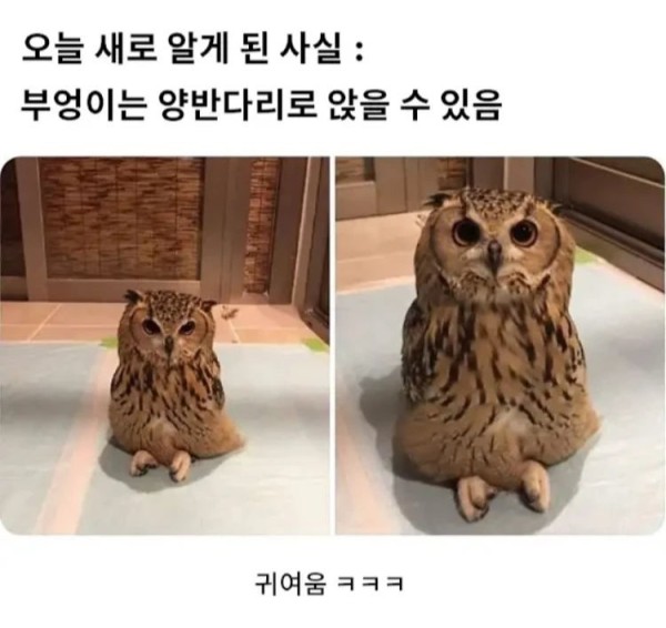 부엉이의 새로운 사실