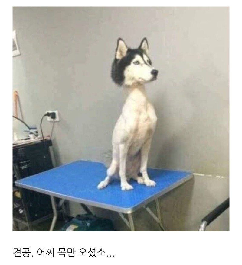 미용하러가서 목만온 허스키..