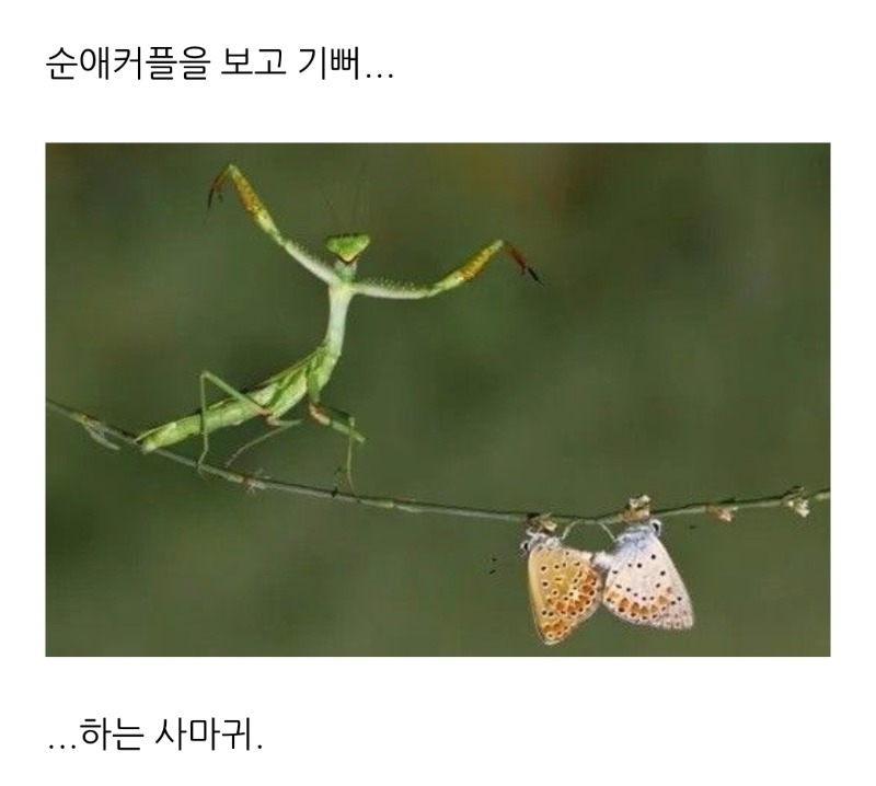 기쁜사마귀