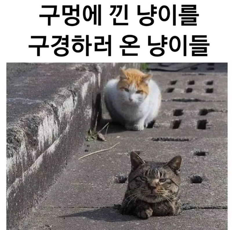낀 고양이를 구경하러 온 고양이들