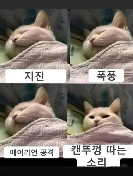 고양이가 즉시 반응하는 것