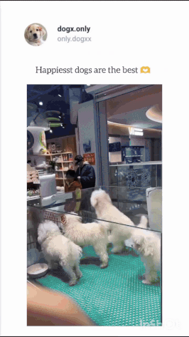 매우 신난 댕댕이들