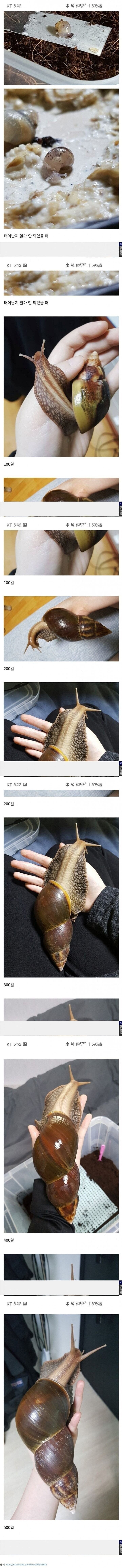 반려 달팽이 500일 키우니