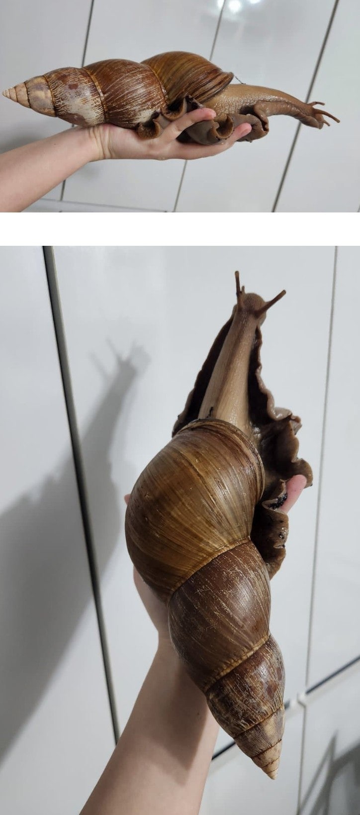 반려 달팽이 500일 키우니