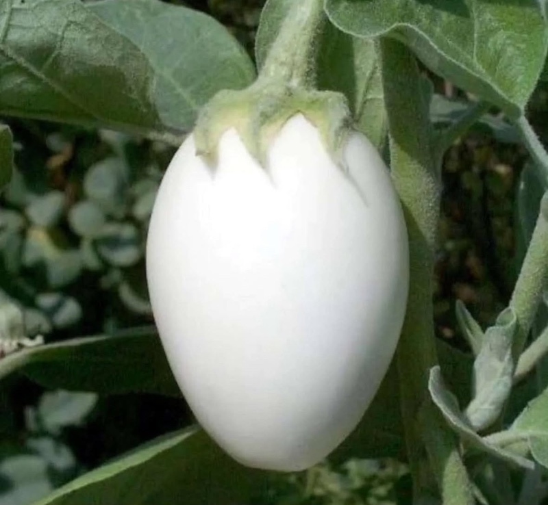 가지가 영어로 eggplant인 이유