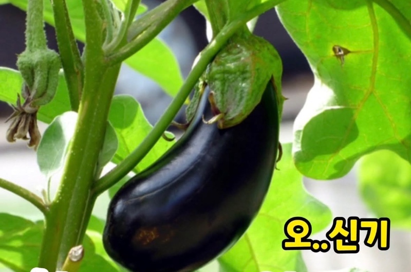가지가 영어로 eggplant인 이유