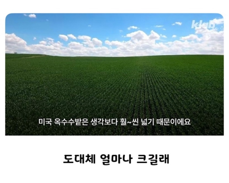 미국 옥수수밭 들어가면 길 잃는 이유