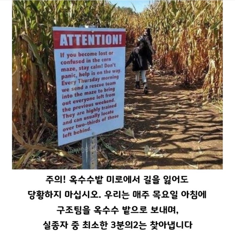 미국 옥수수밭 들어가면 길 잃는 이유