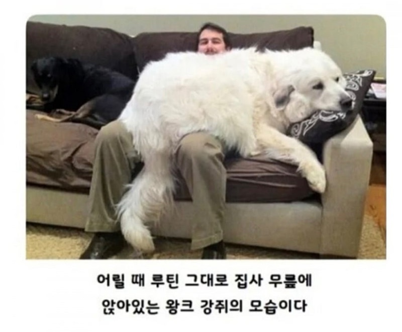 강아지는 다 커서도 애기라는 증거