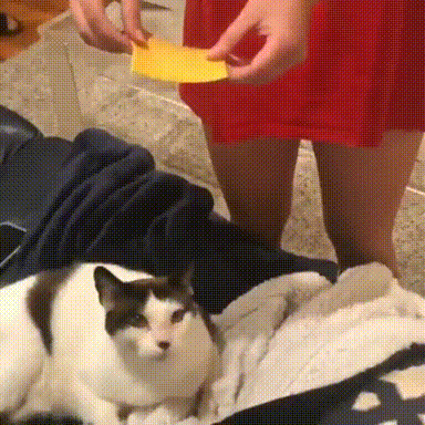 고양이 고장 내는 법
