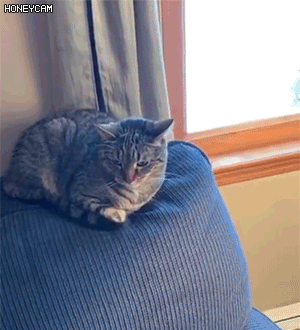 고양이 고장 내는 법