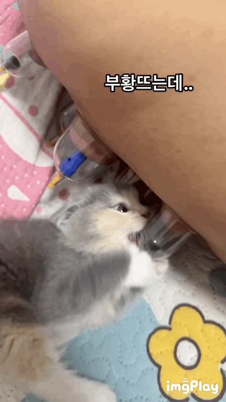 부황뜨는데 쭈쭈인줄 알고