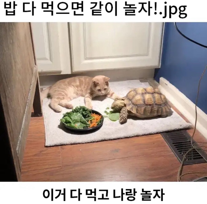 밥 다 먹으면 같이 놀자