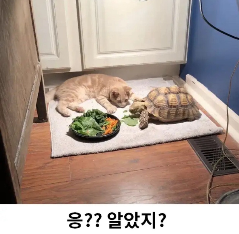 밥 다 먹으면 같이 놀자