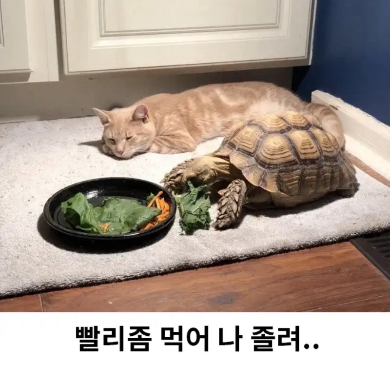 밥 다 먹으면 같이 놀자