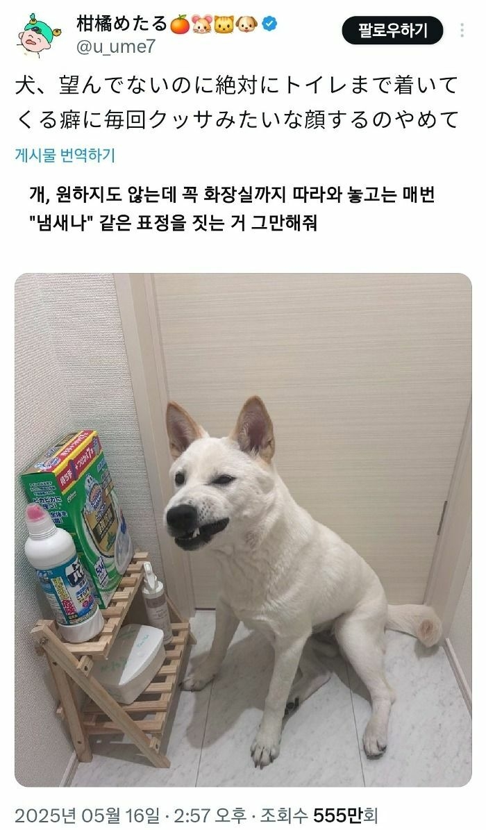 화장실 갈 때 꼭 따라오는 강아지