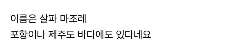 투명 물고기