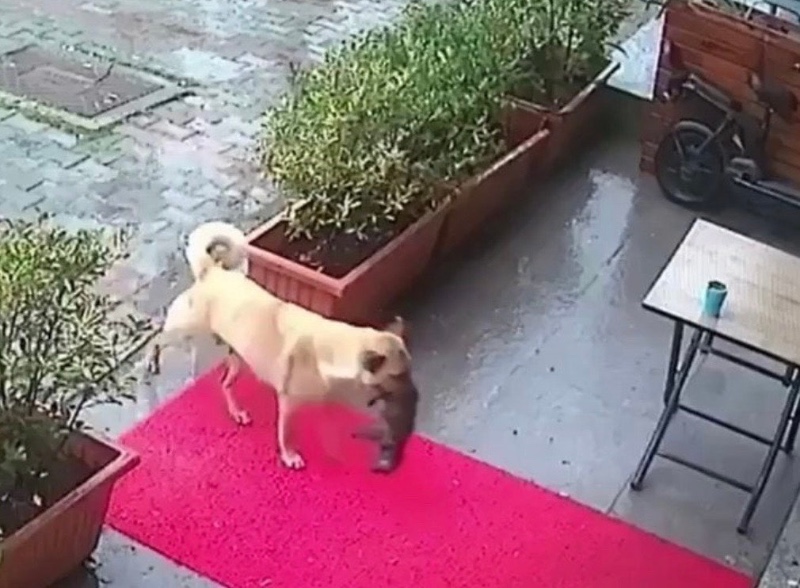 이스탄불의 기적