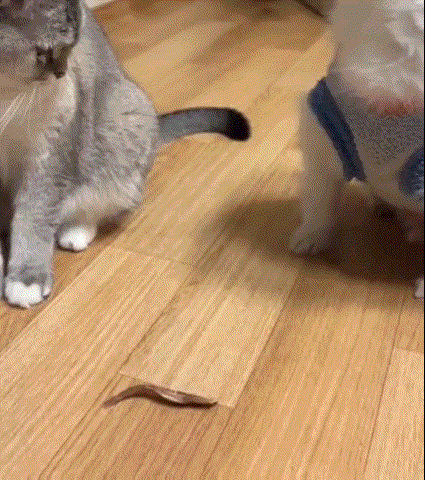 아 먹으라잖아 !!