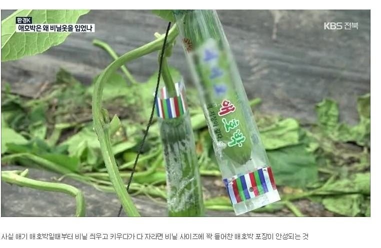 대부분 모른다는 애호박의 진실