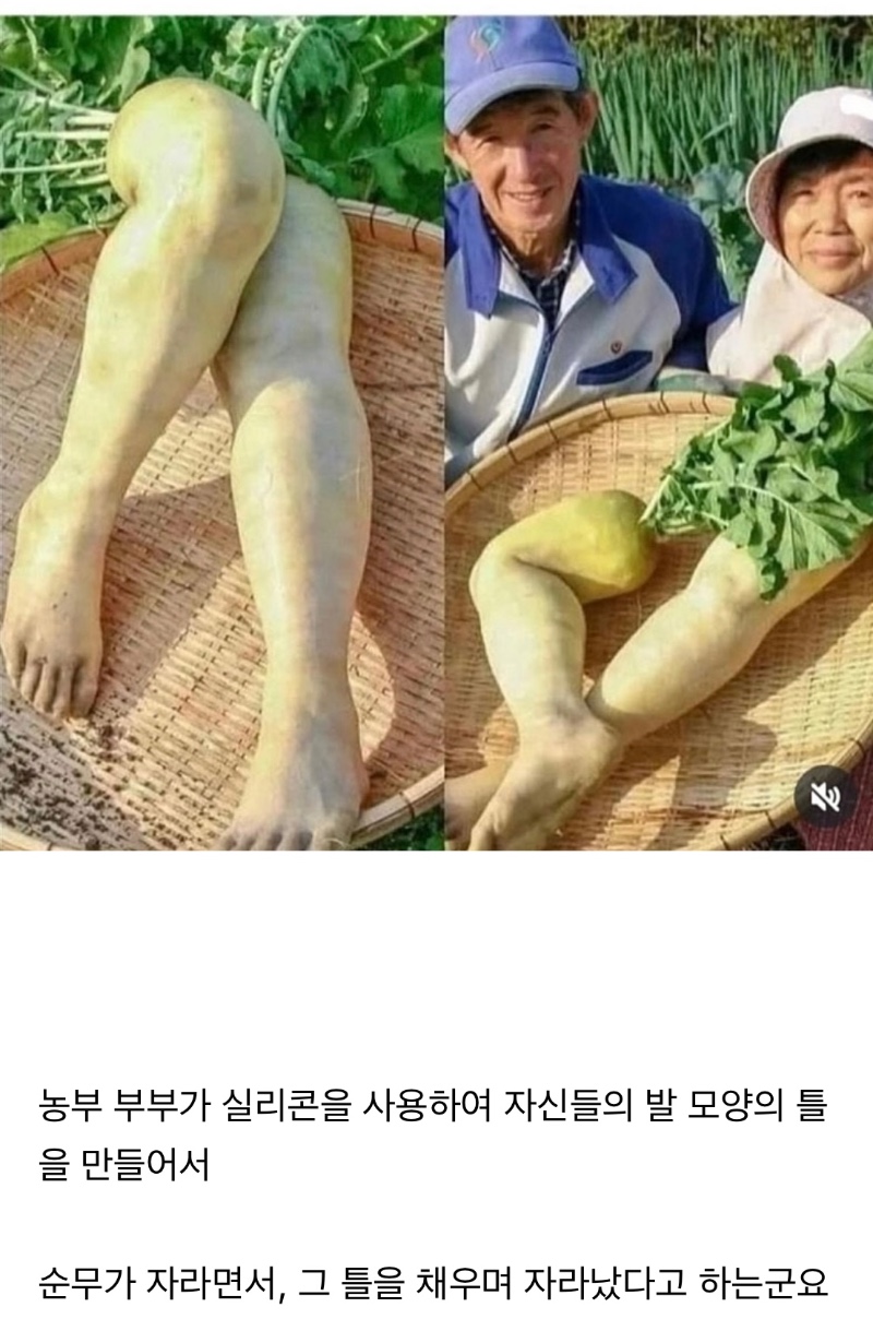 실제로 존재 한다는 무다리