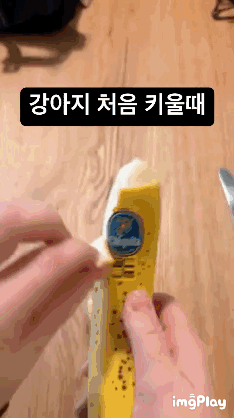 강아지 키울때 변화