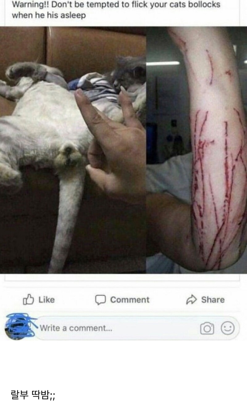 고양이 딱밤 때리면 벌어지는 일