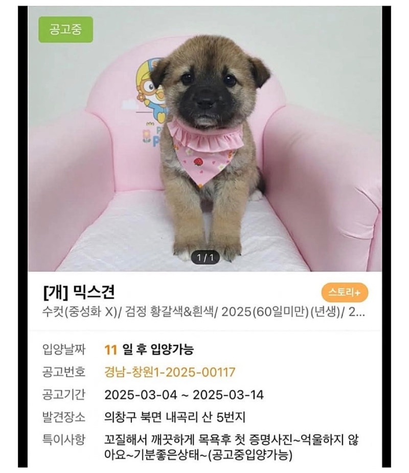 요즘 유기견 분양 공고