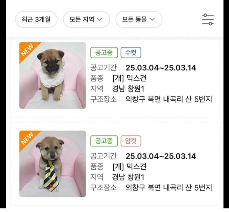 요즘 유기견 분양 공고
