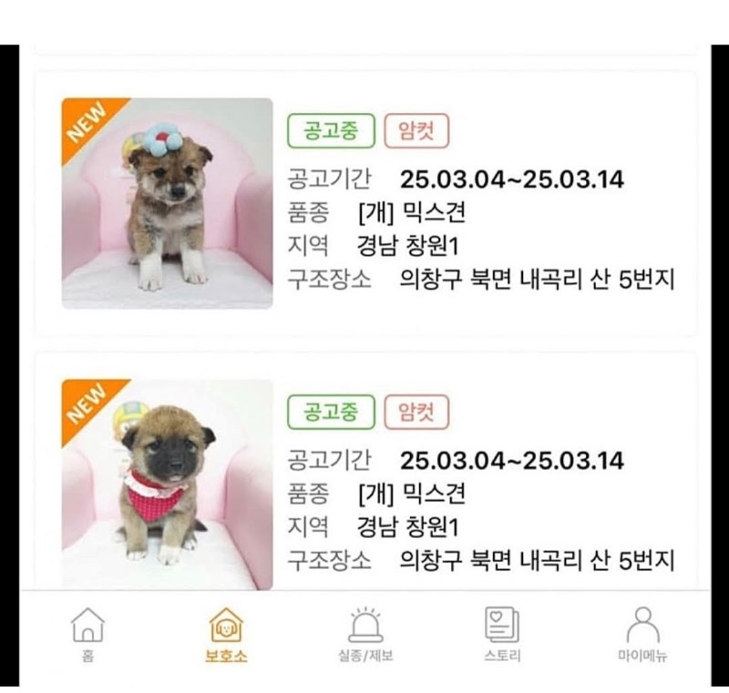 요즘 유기견 분양 공고