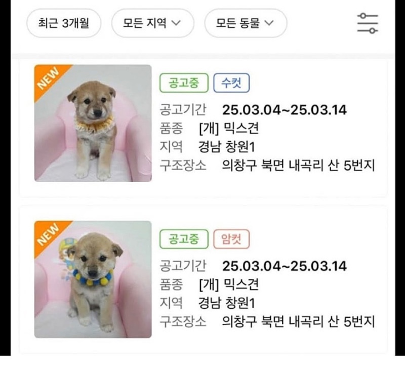 요즘 유기견 분양 공고