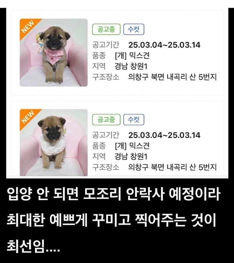 요즘 유기견 분양 공고