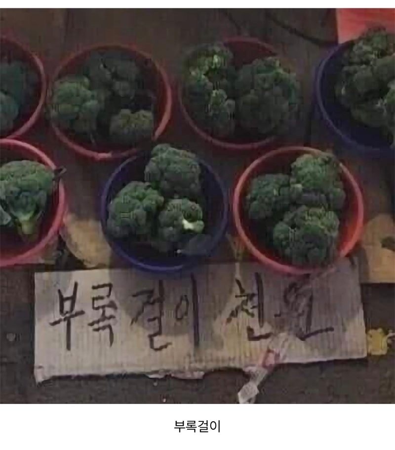 브로콜리 모음집