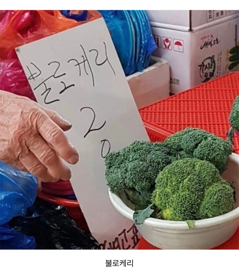 브로콜리 모음집