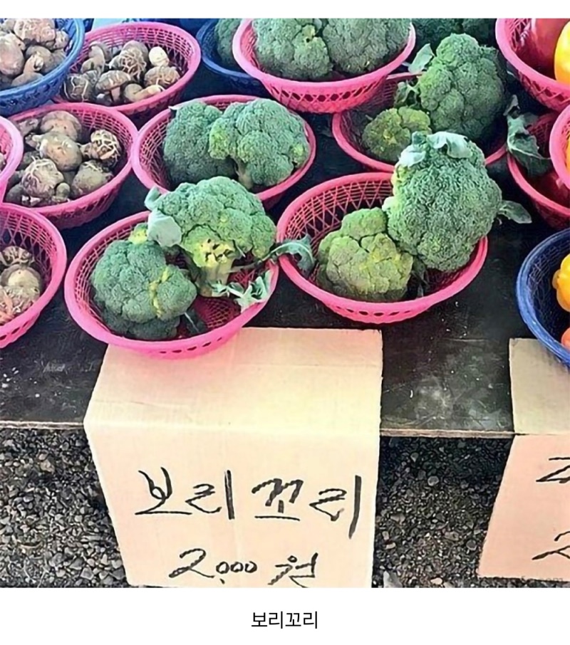 브로콜리 모음집