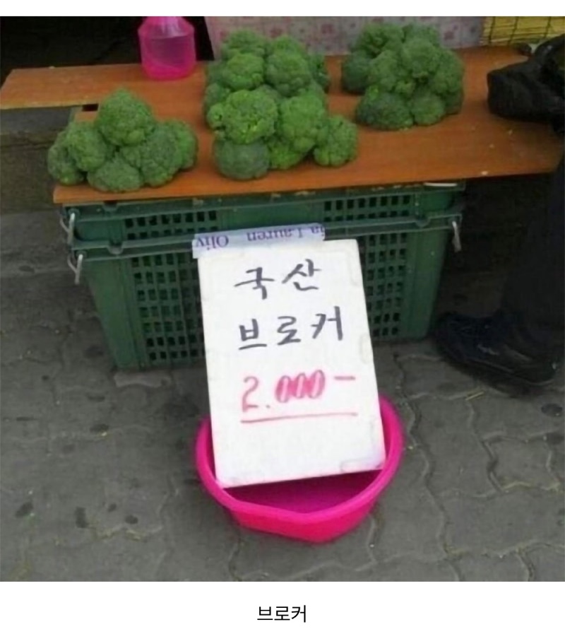 브로콜리 모음집