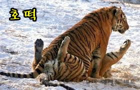 랑이의 만행!!!
