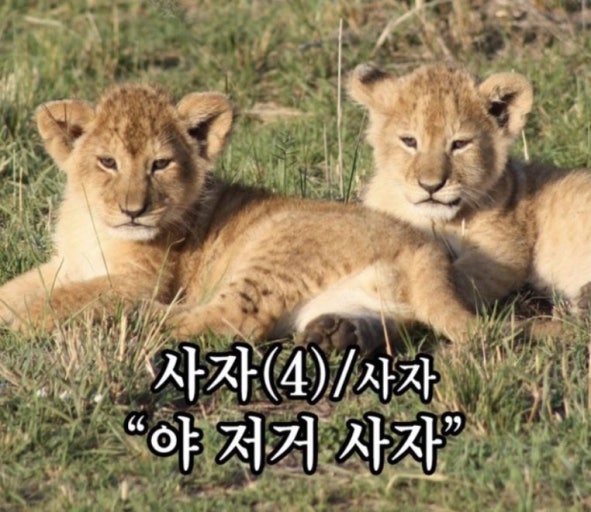 사자