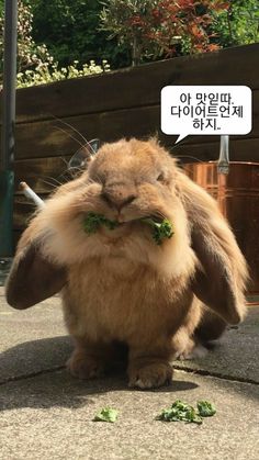깡패 토끼