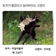 깡패 토끼