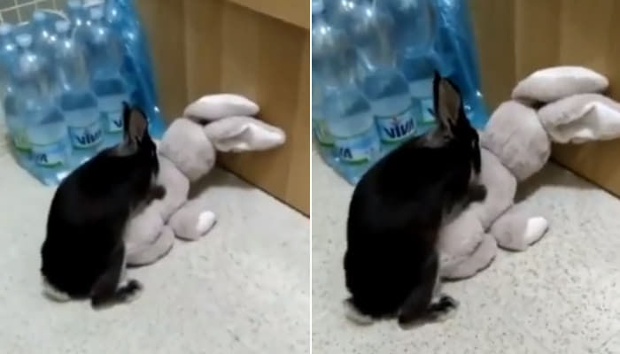 깡패 토끼